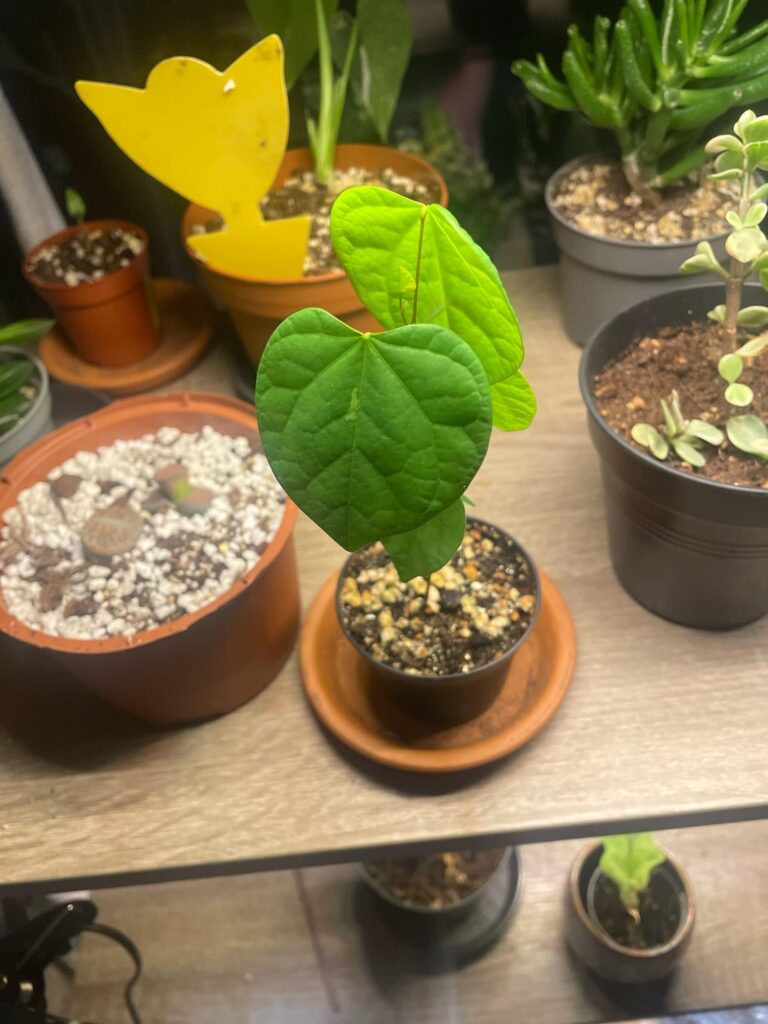 I don’t know what this plant is and at this point I’m afraid to ask.