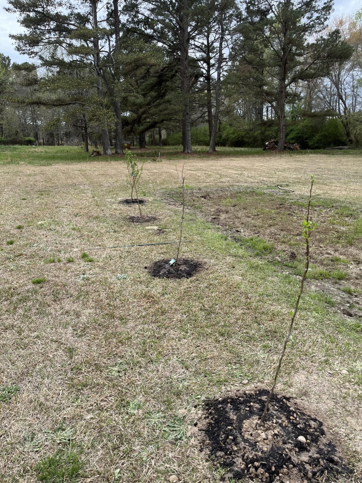 Is this a good distance apart for my fruit trees? Is this a good distance apart for my fruit trees?