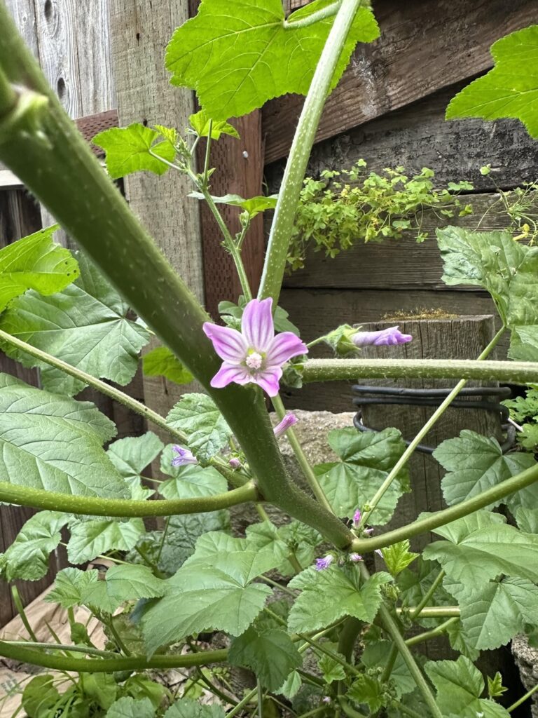 Giant plant growing next to my compost pile?