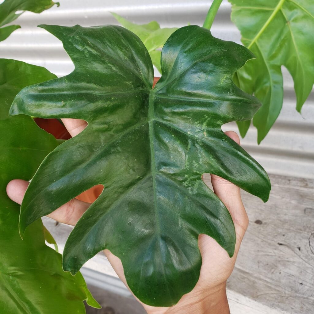 Philodendron (?) In water