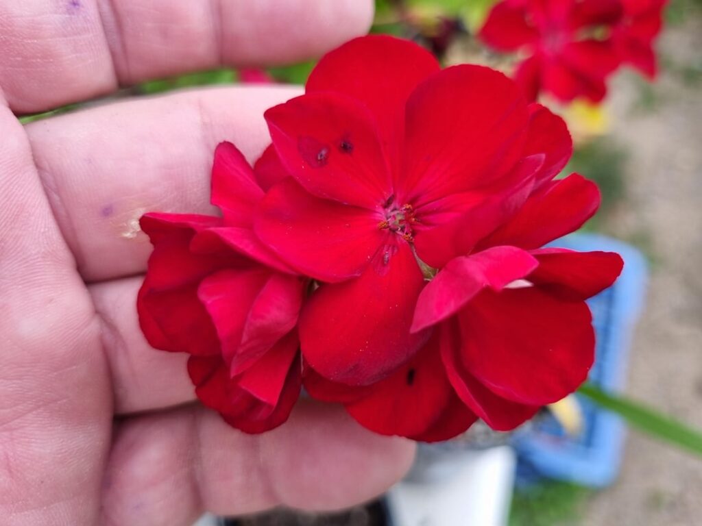 Geranium props.
