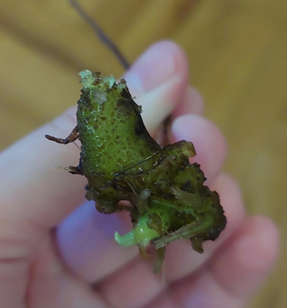 Help please - unusual zz prop question