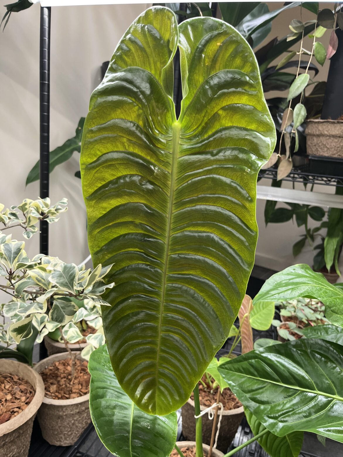 New Leaf - Anthurium veitchii