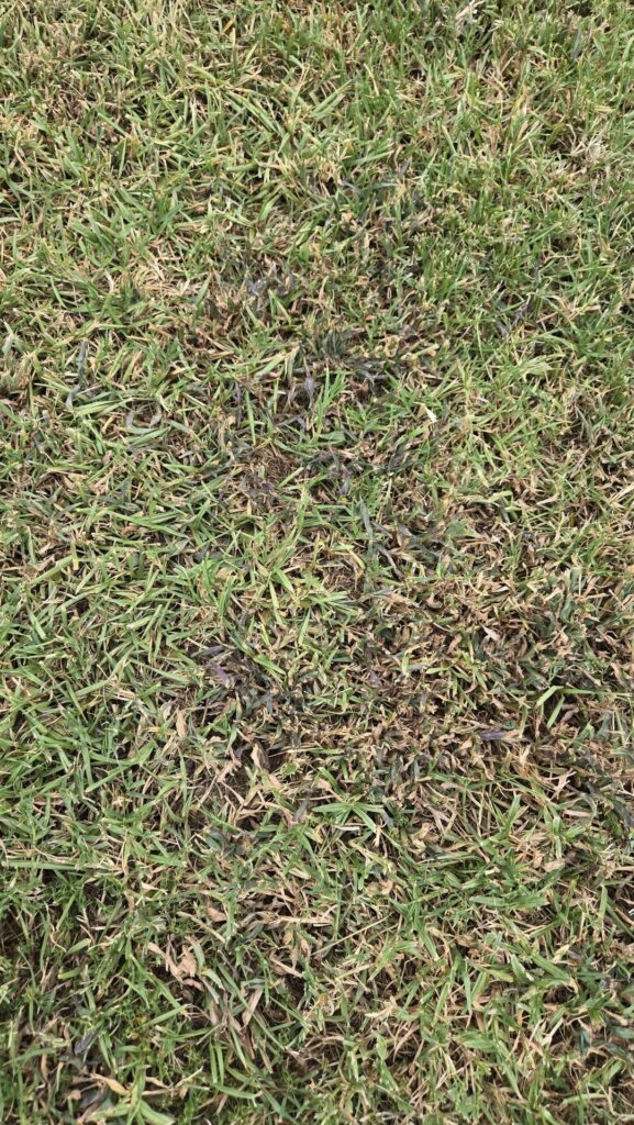 Any clue what the purple-ish colouring on the grass leaves are? Any clue what the purple-ish colouring on the grass leaves are?