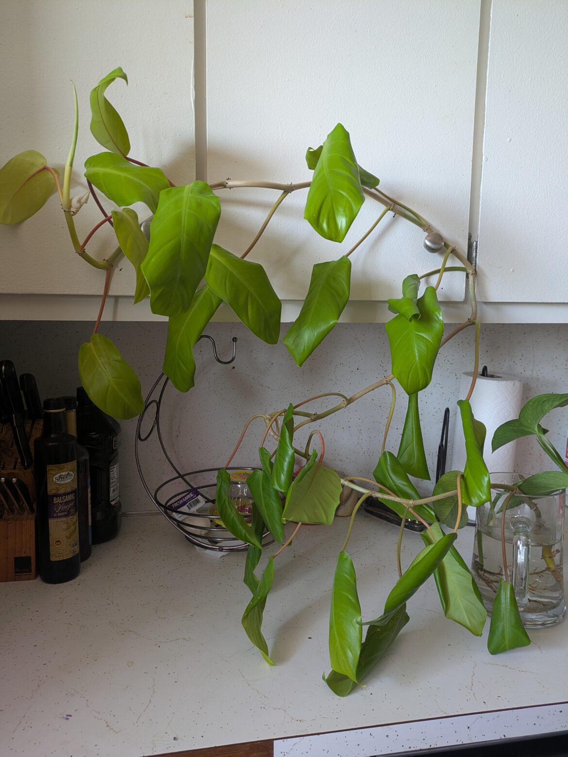 Roots broke off while repotting - hold out hope or chop and prop?