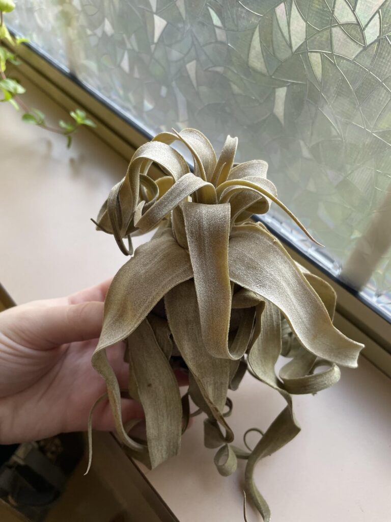 Normal color for streptophylla?