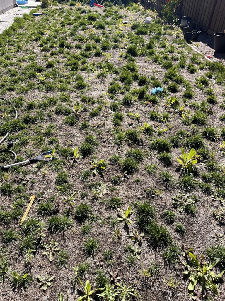 Can I save our lawn? Can I save our lawn?