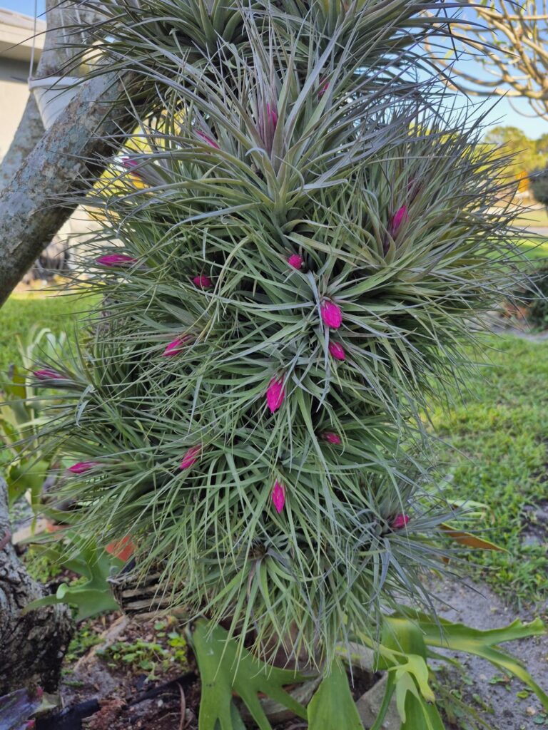 There are so many getting ready to bloom! It's been so long since these have flowered for me.