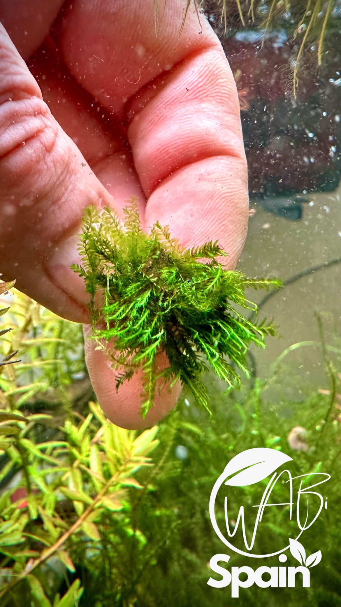 Fissidens Adianthoides