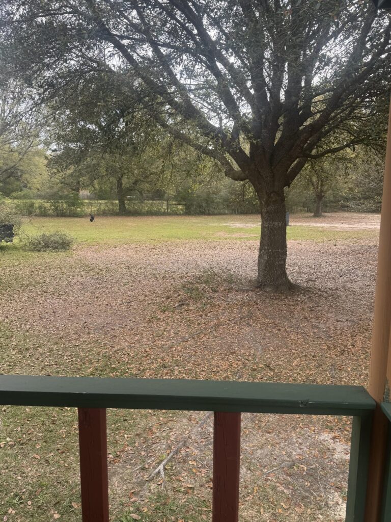What equipment can I buy so I don’t have to rake this?