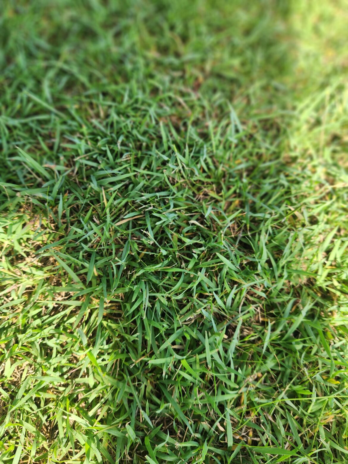 Can you help identify this grass, Aus