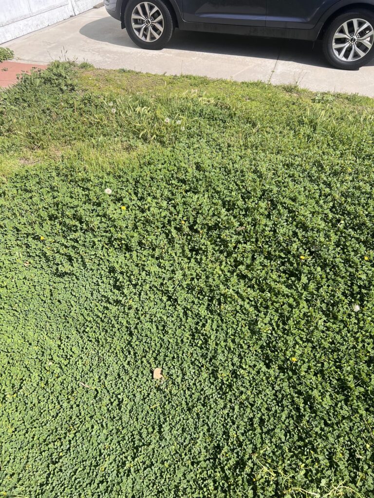 Help with lawn