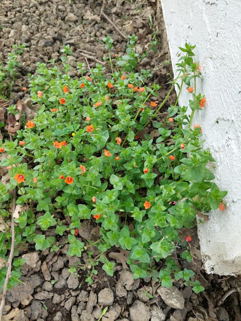 Found in my back yard in central valley California.