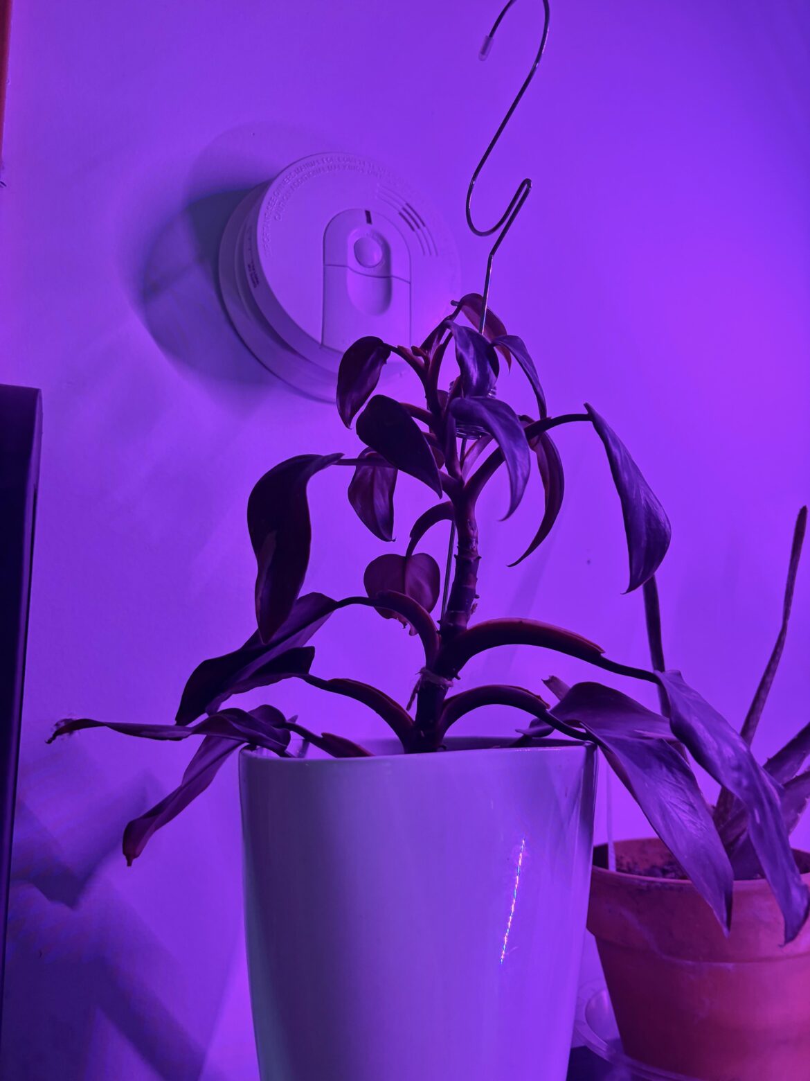 Need advice! Need advice!