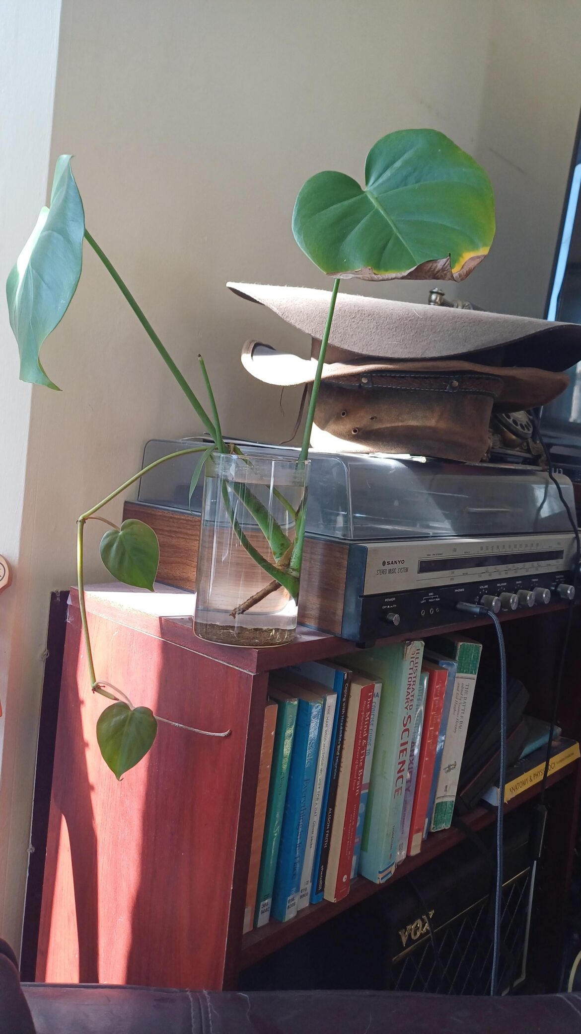 Is this the right way to prop a monstera