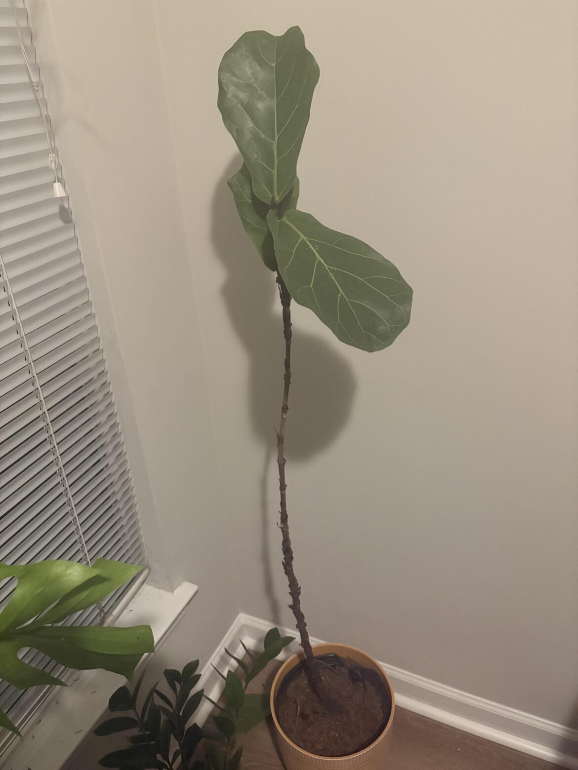 Can I salvage her? Please help!