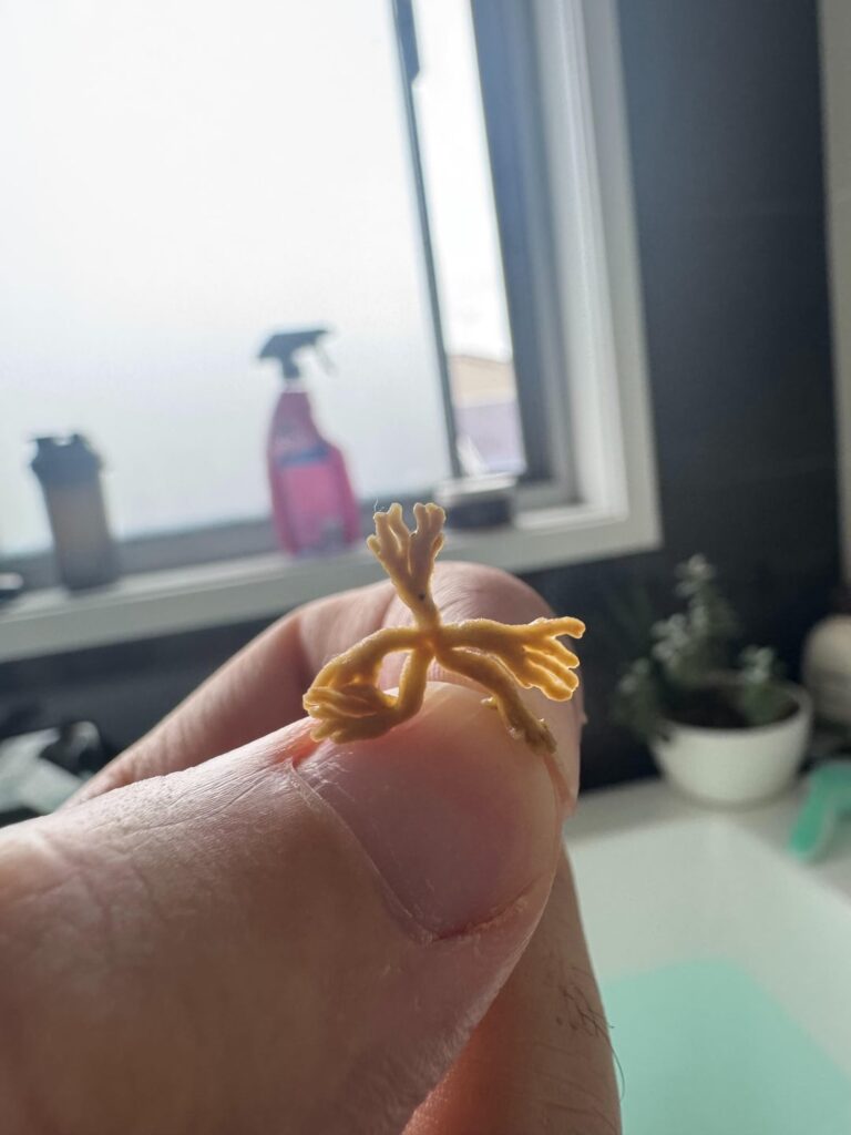 Slimy seaweed/coral/sea star looking thing found in my shower drain after coming home from Moreton island australia. Slimy seaweed/coral/sea star looking thing found in my shower drain after coming home from Moreton island australia.