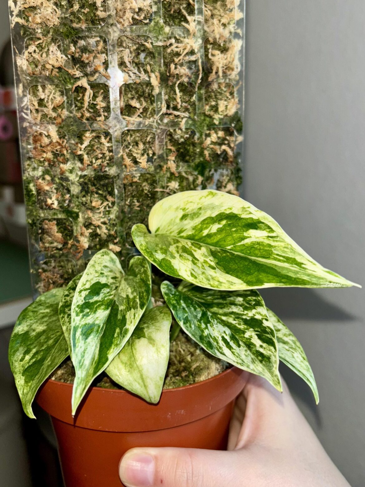 New leaf on my Marble Queen