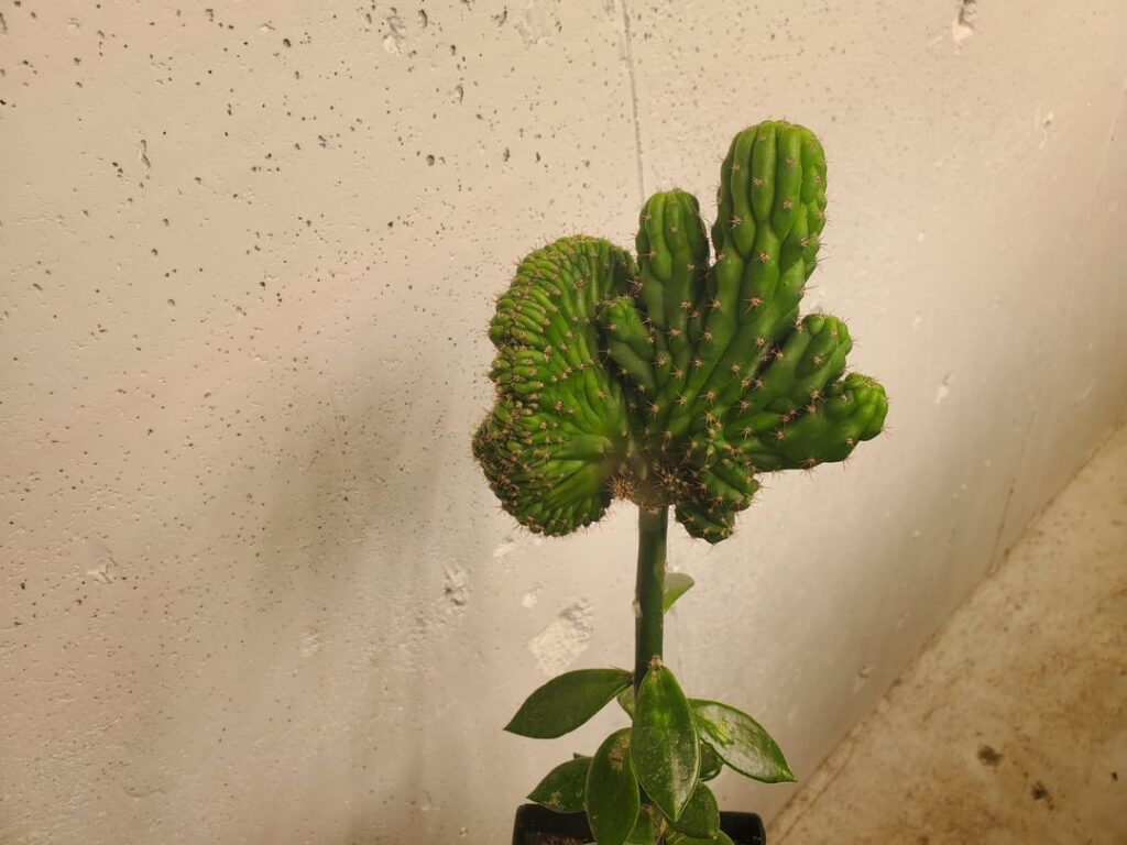 4 months on growth.
