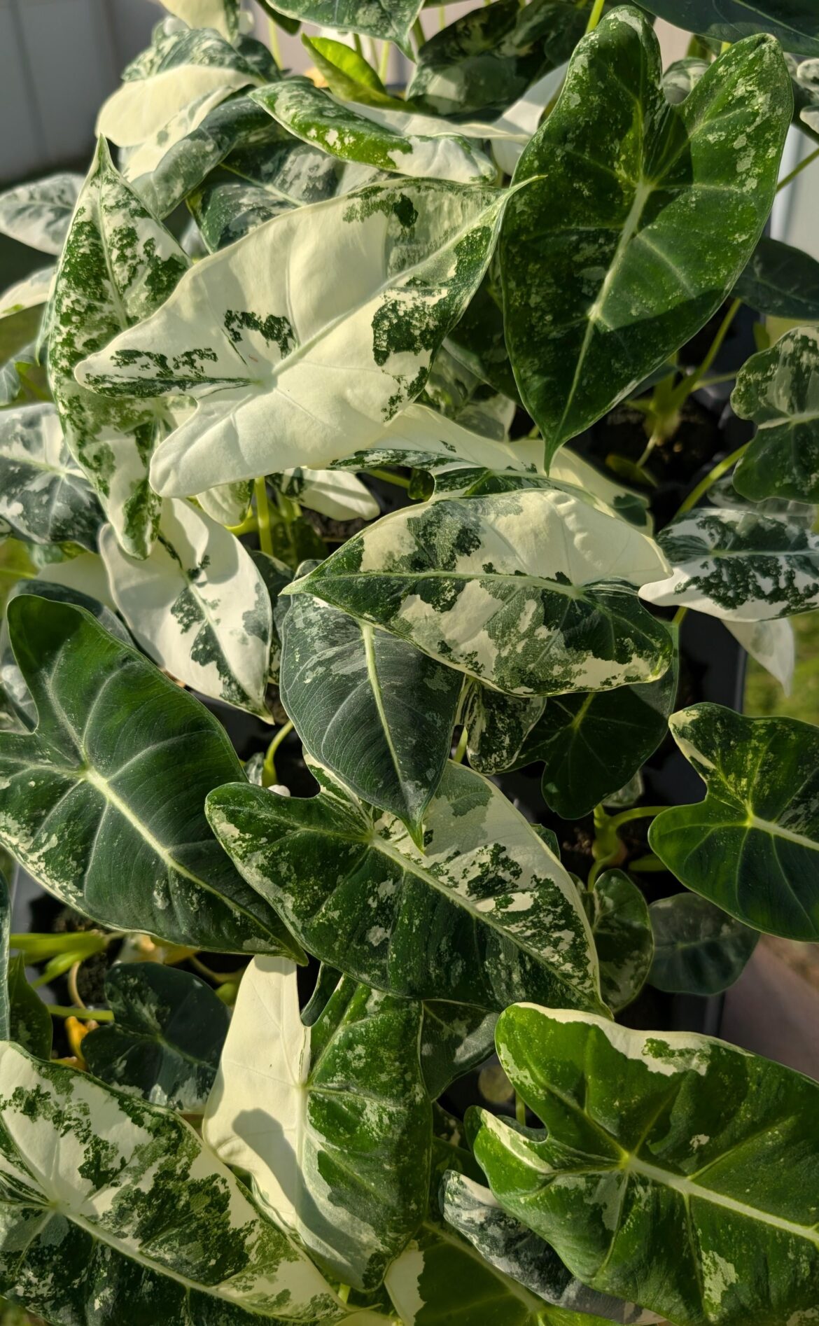 Alocasia Frydek Variegated starters