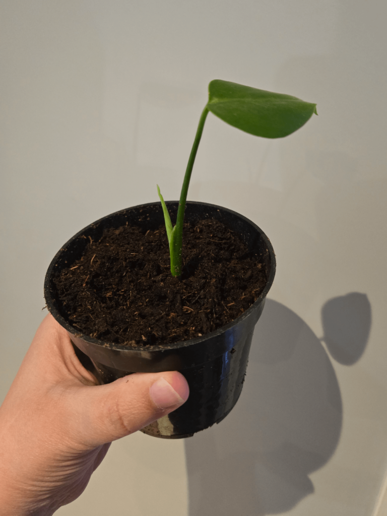 Monstera zombie leaf not a zombie after all