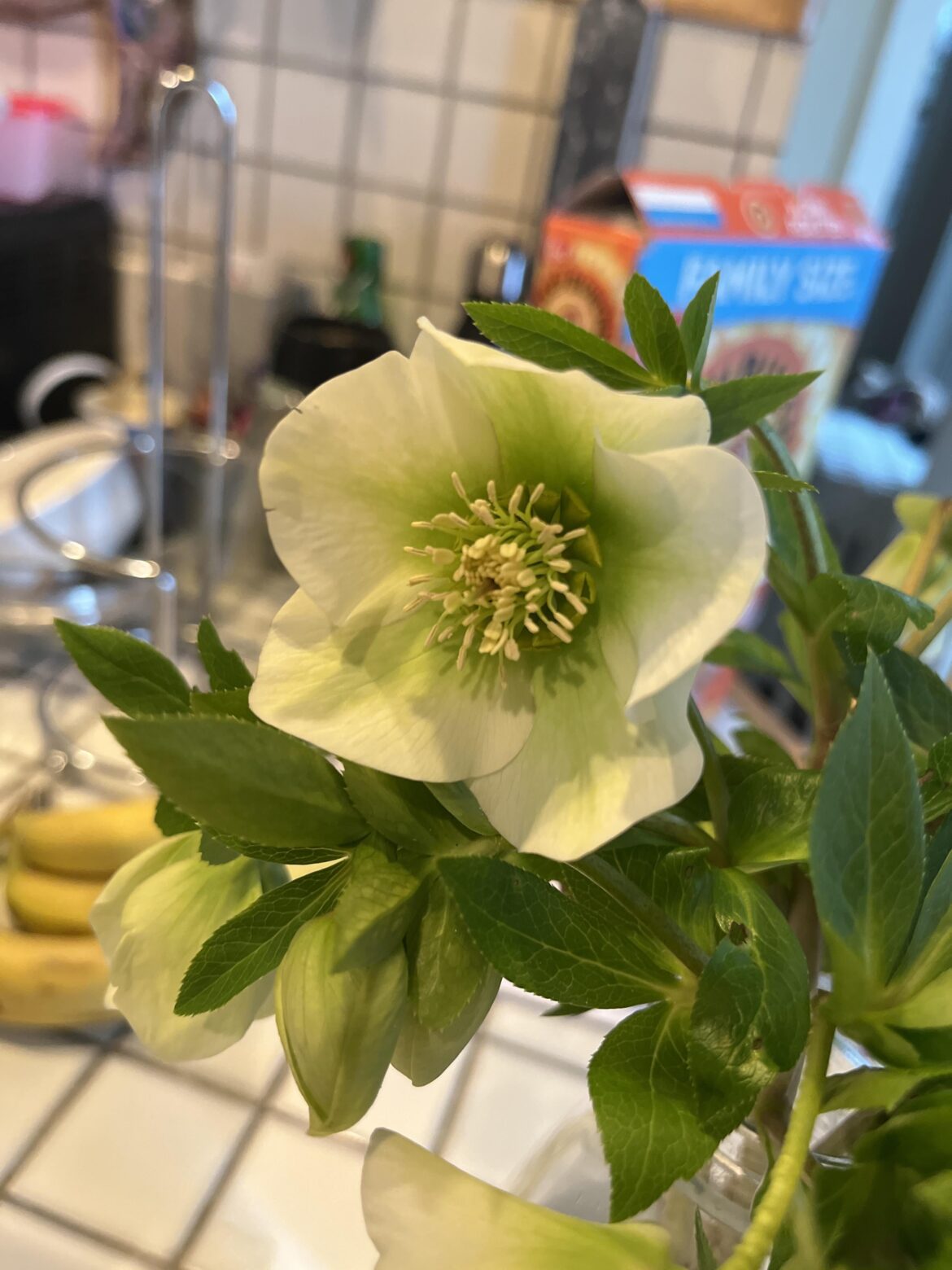 Found in my front yard in VA