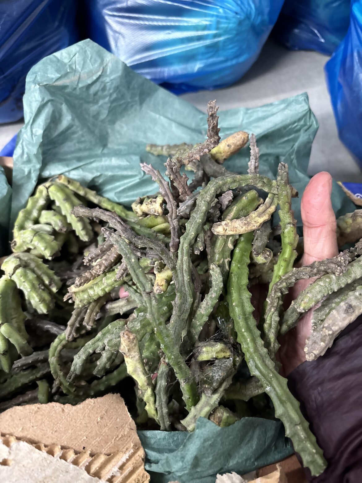 What is this vegetable? Came in as oversupply from a market, labelled as an "exotic vegetable" on the box