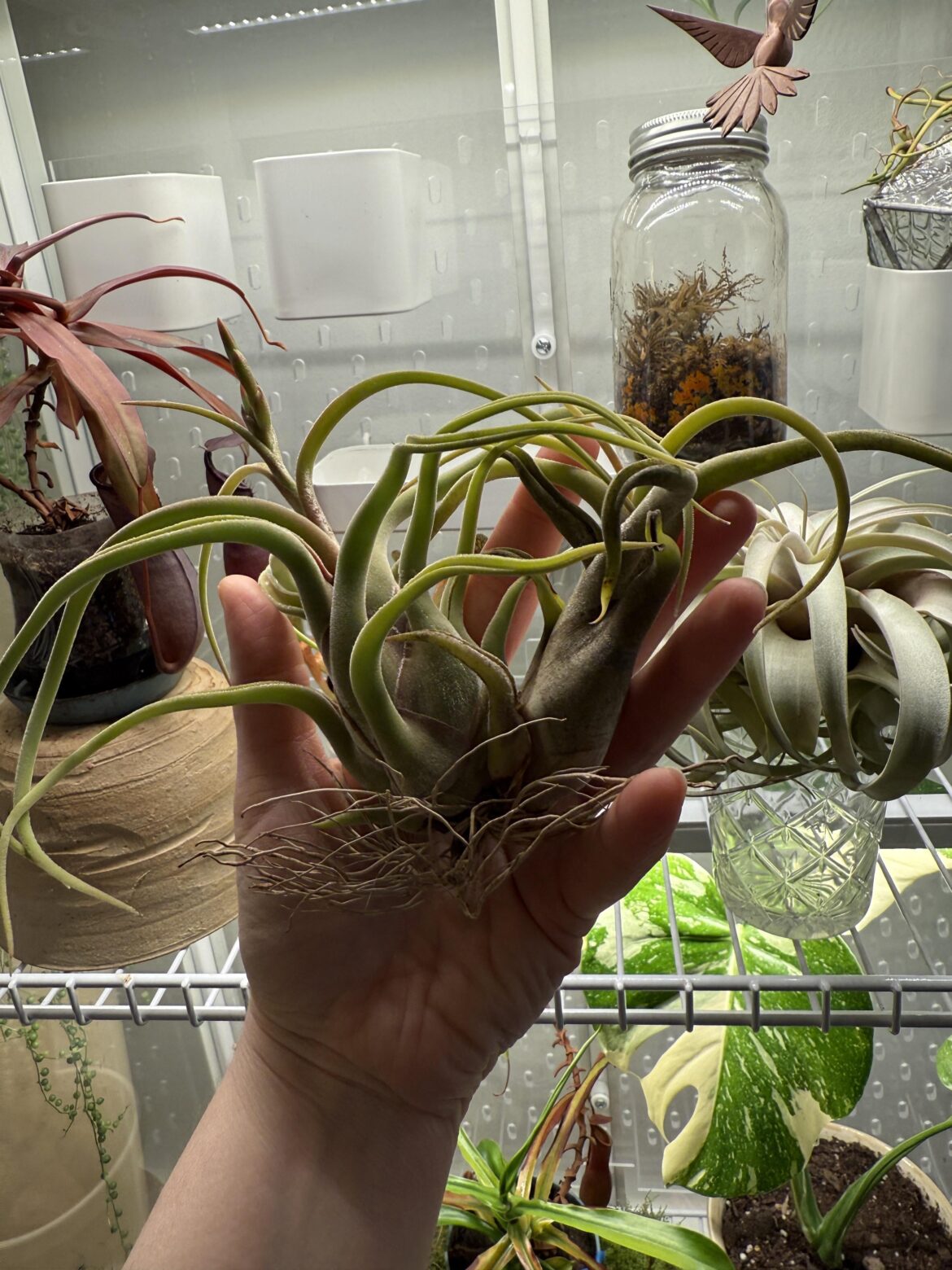 Im curious if I can safely pull these two sections of plant apart. Should I wait until after it flowers?