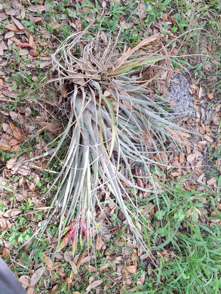 Air plant fallen off Oak