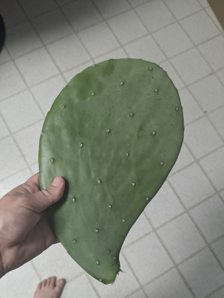 May or my not have snagged this from my local park. Can I prop him?