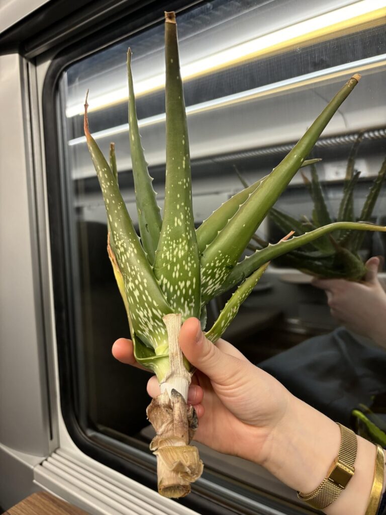 How to prop this Aloe vera ?