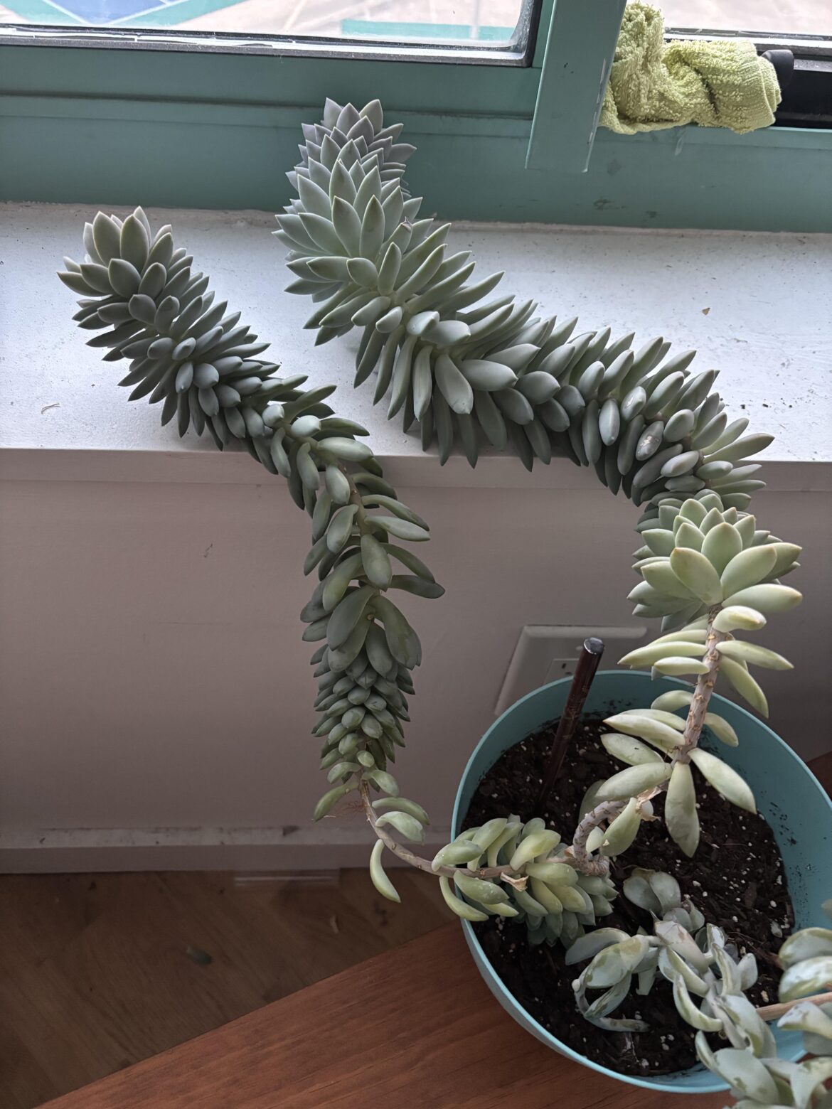 Time to pull off all the leaves and prop?