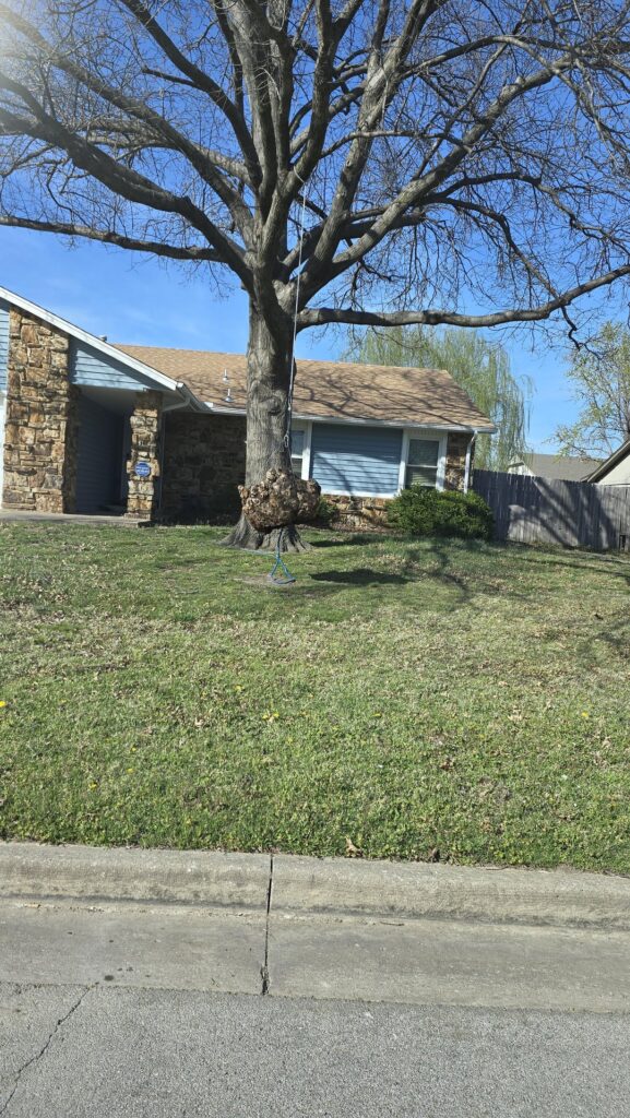 What is this hanging from my neighbors tree