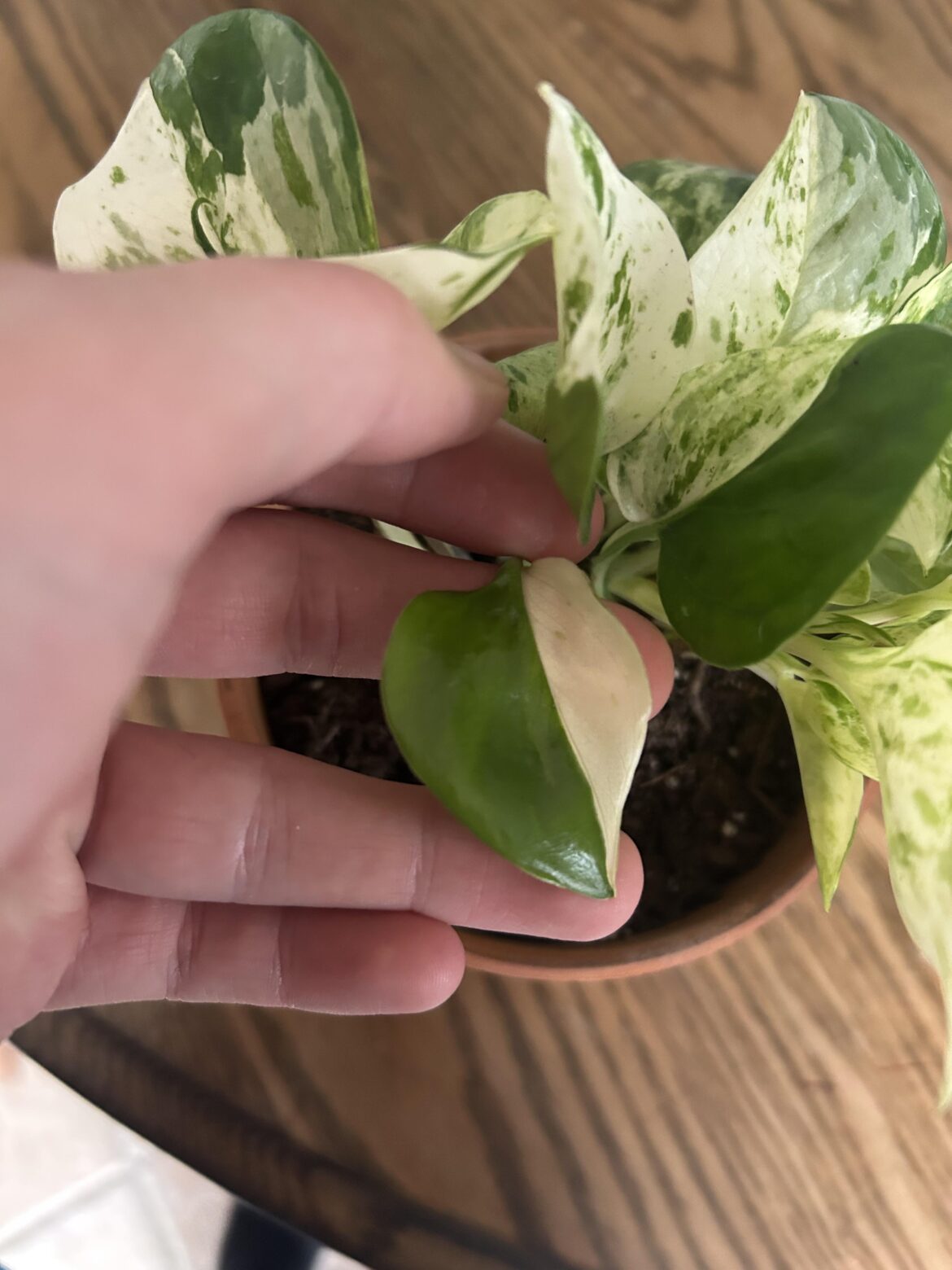 Thought it’d be appreciated