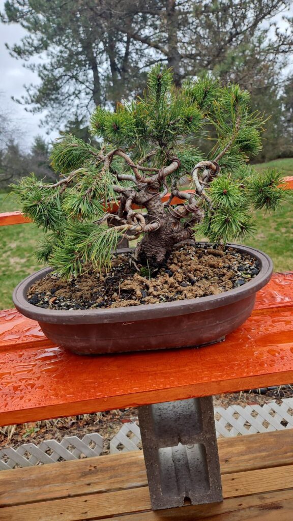 Any ideas where to begin on the Mugo Pine?