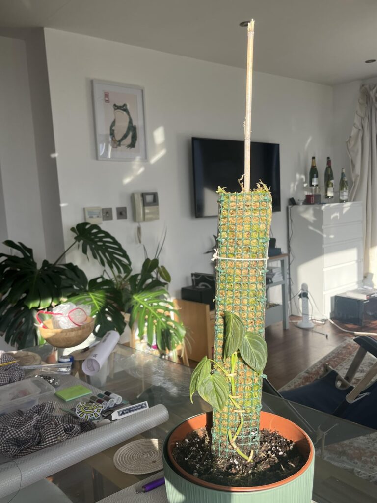 New to Philodendrons, any care tips for UK households much appreciated!!