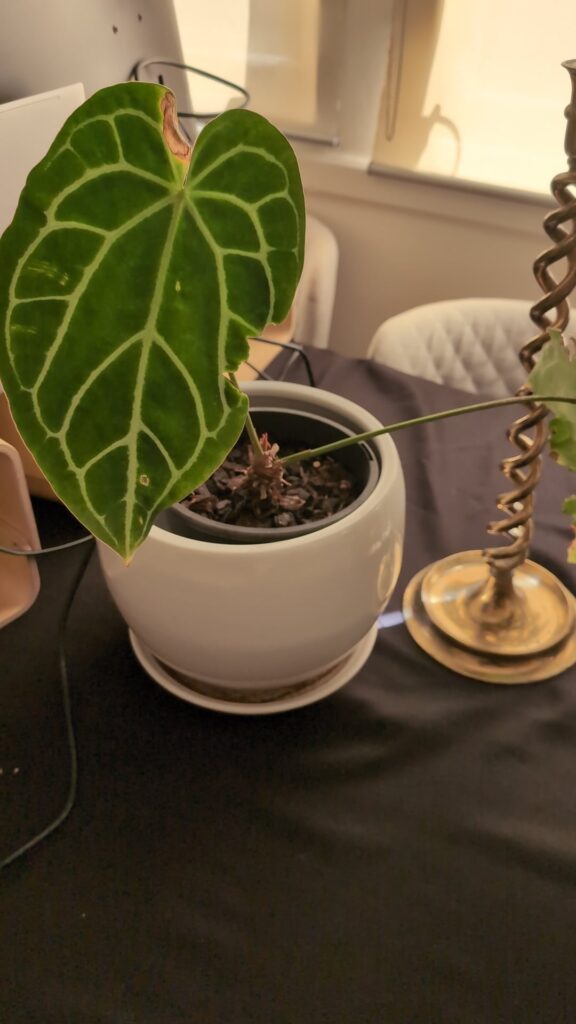 Care tips for anthurium crystalinum x magnificum