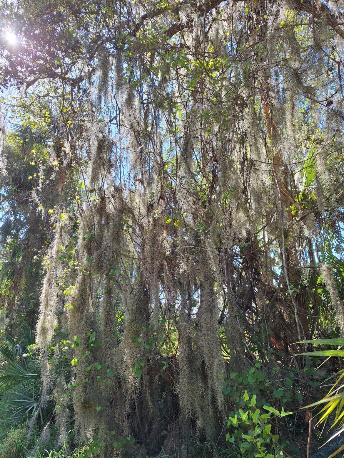 Bunches of Spanish Moss