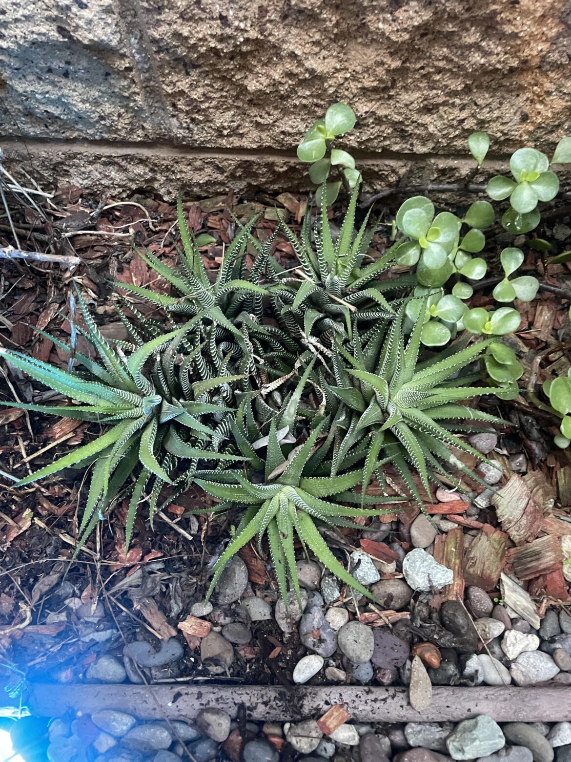 I’ve had this little guy for over 12 years. It was originally just 1 and it’s slowly gotten larger and multiplied. What is it?