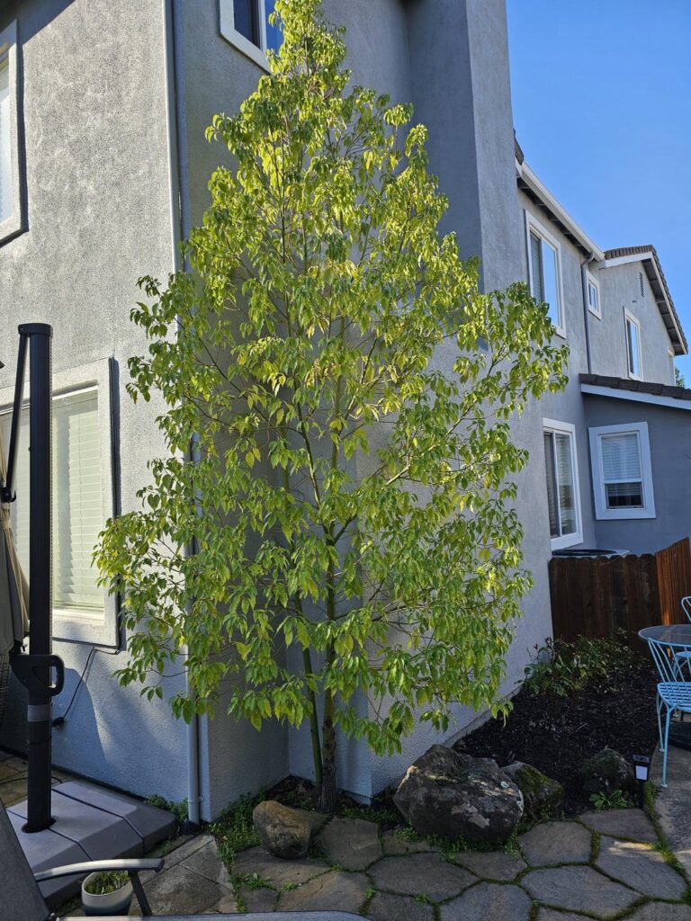 Is this tree too close to the house/ foundation?