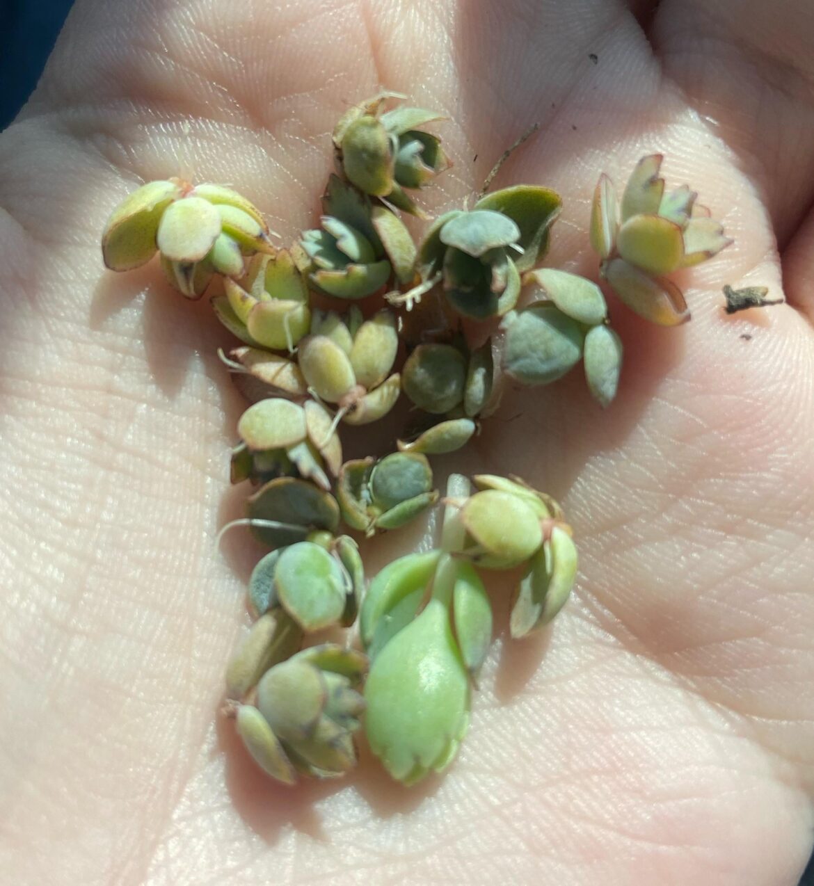 how should i grow these baddies?