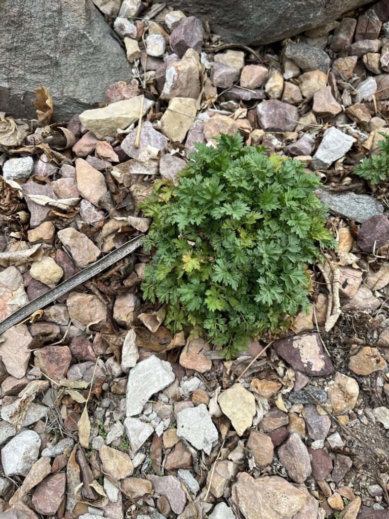 What is this and how do I kill it?