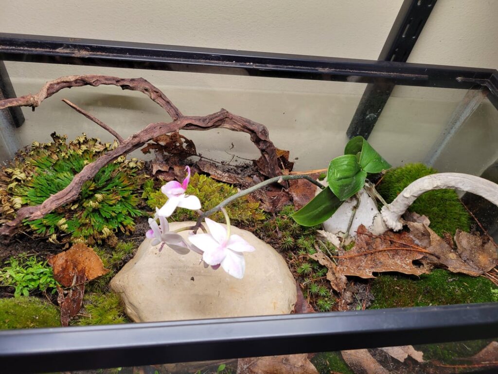 My new terrarium