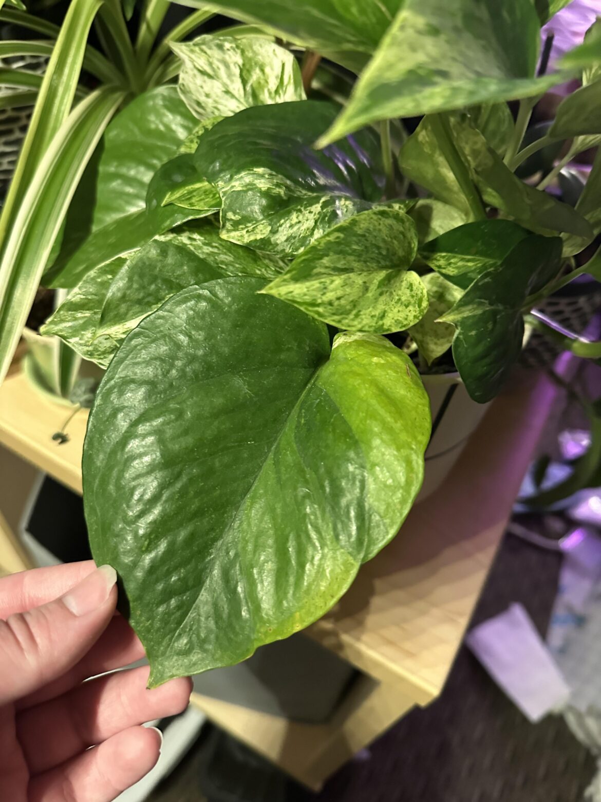 why does my marble queen have two random huge leaves lol