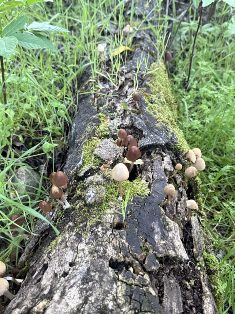 Anyone know what mushrooms these are ?