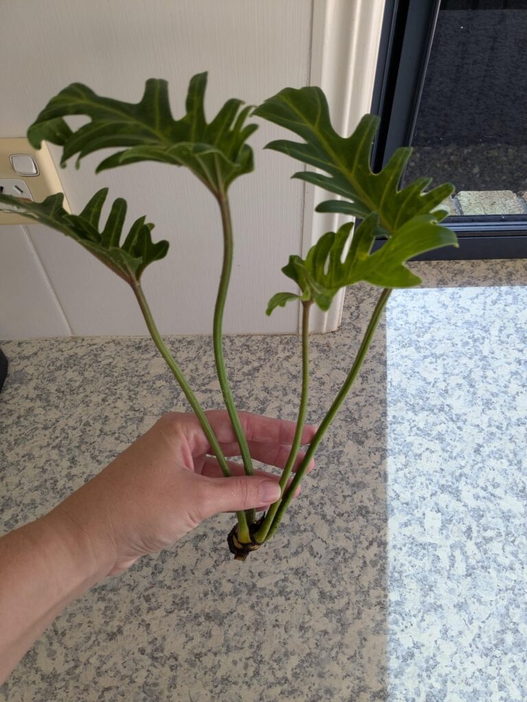 Help! What is it and how do I make it grow? Appears to have a root nub at the bottom.
