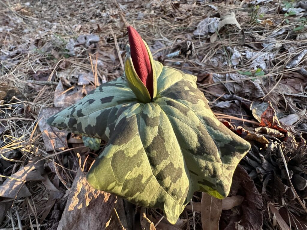 Found this near a swampy/marshy area. [piedmont, NC]