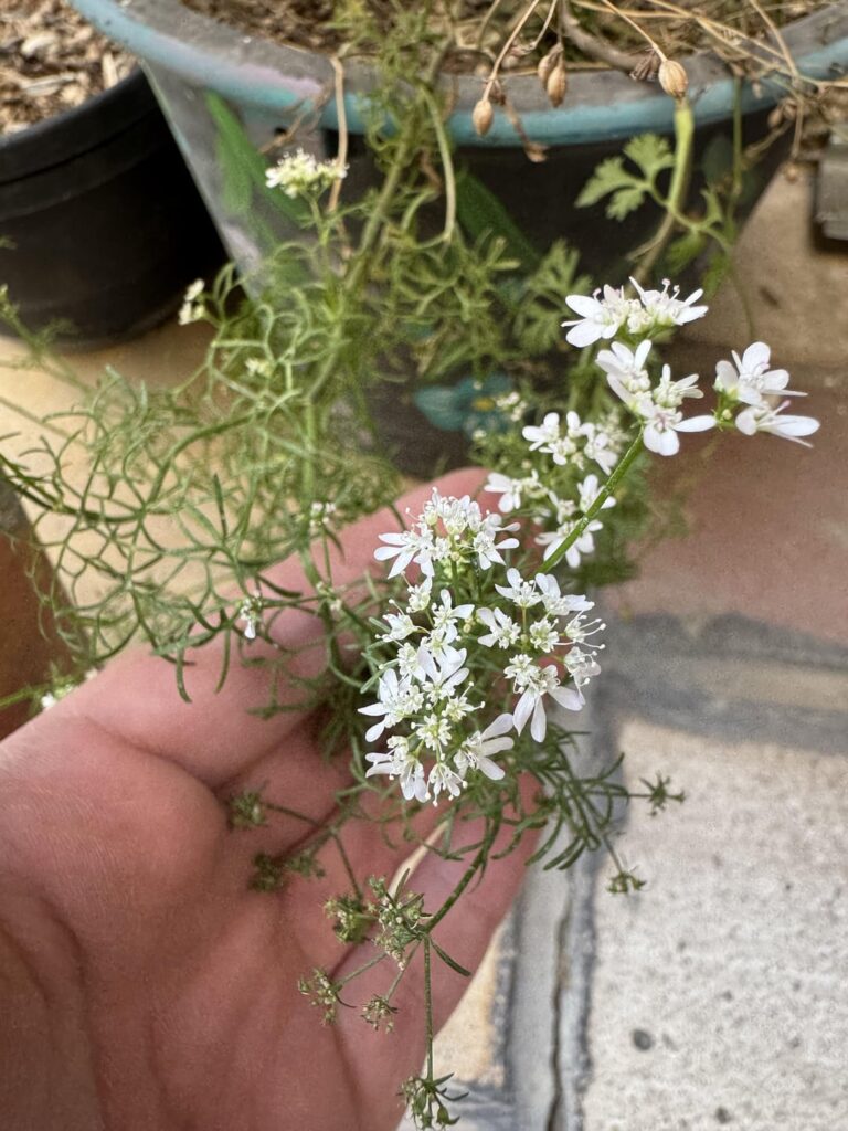 What’s this plant? It randomly started growing in an abandoned pot (idk if there were some old seeds thrown in there)