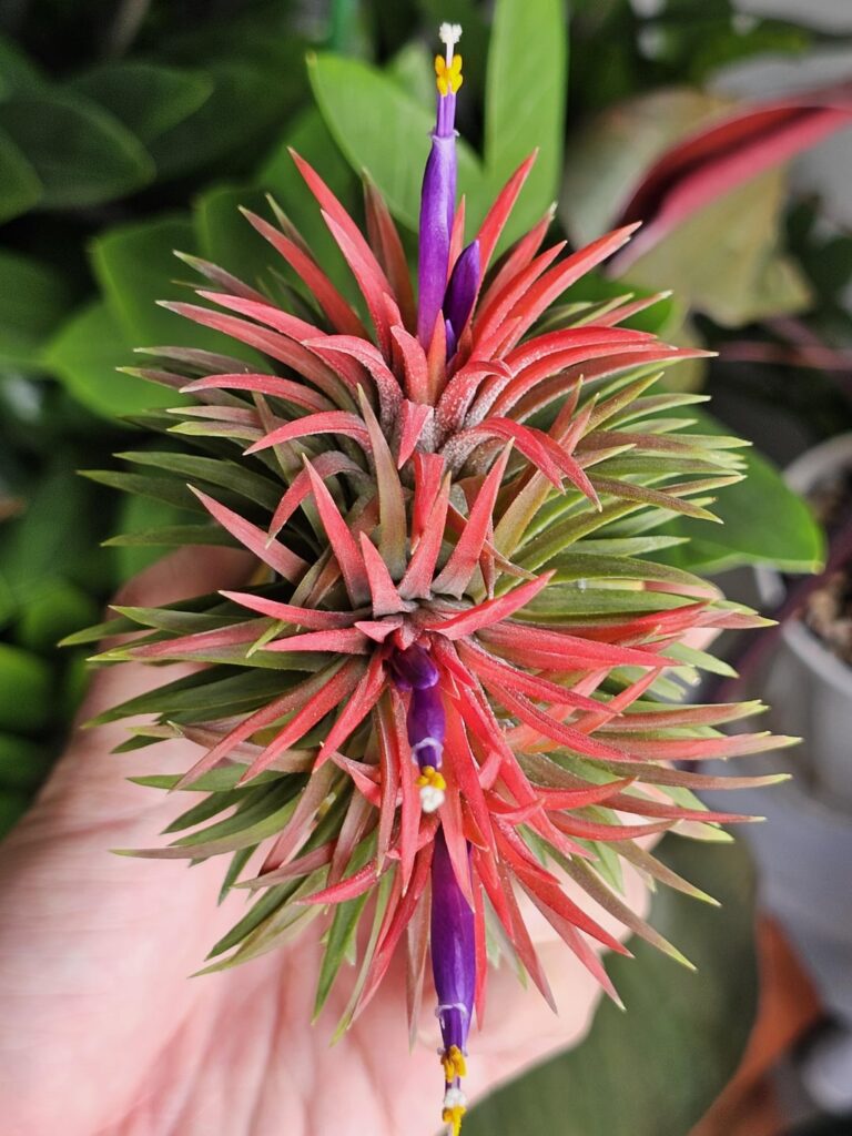 My Collection (Part 42): T. ionantha Firecracker