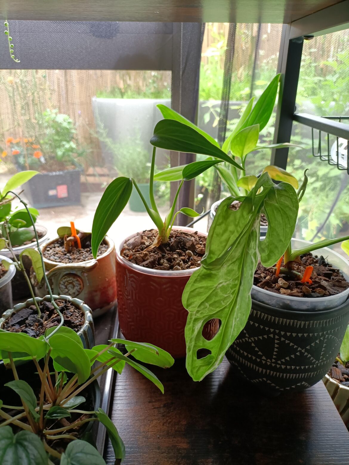 Monstera Burle Marx Flame not growing